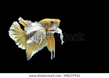 Capture the moving moment of white siamese fighting fish isolated on black background