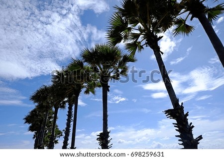 Palm trees, sky and sea at Phuket, Thailand.