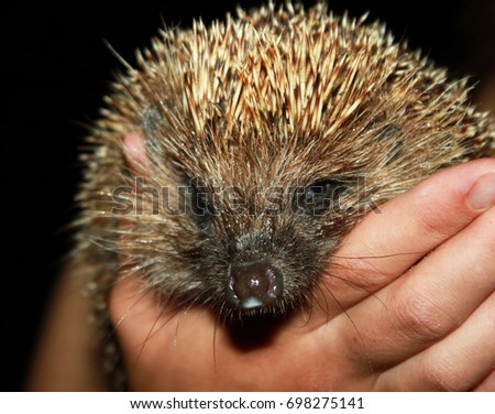 Person with African Pygmy Hedgehog in hands