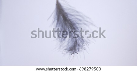 A little fluffy gray feather of a young pigeon