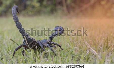 Elephant scorpion is biggest scorpion on the lawn in the morning on selective focus