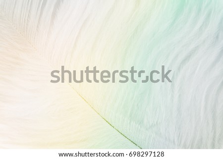 feathers texture background