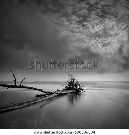 Fallen dead tree near the sea .taken during Sunrise located at  tropical beach Terengganu, Malaysia.( long exposure photography)