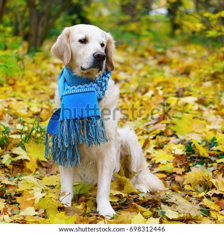 Adorable golden retriever dog wearing stylish scarf sitting on a fallen yellow leaves. Autumn in park. Square, selective focus,copy space. Pets care concept.