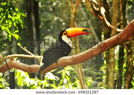 Somewhere in the jungle of Brazil we met a bright toucan.