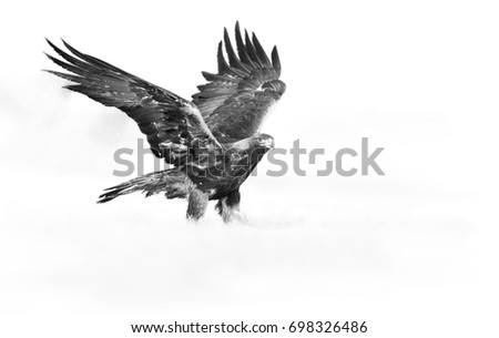 Artistic, black and white photo of Golden Eagle, Aquila chrysaetos, big bird of prey on snowy meadow with outstretched wings. Animal fine art processing. Eagle isolated on white. 