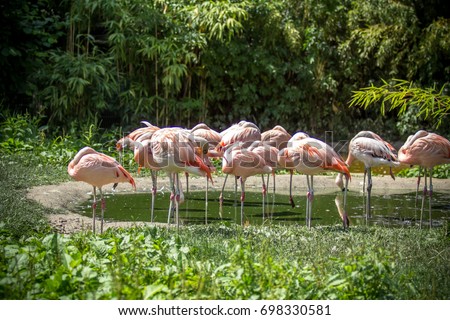 Caribbean flamingo standing in water with reflection