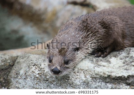 Otter at Grandfather Mountain, North Carolina, USA