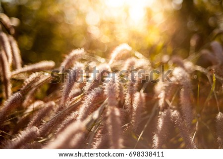 Abstract grass flower at sunset or sunrise,  nature beautiful background with bokeh