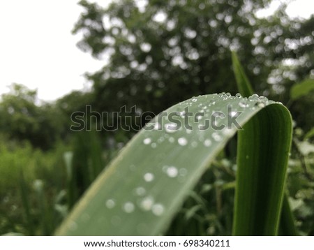 Raindrops on long green leaves. rainy day. Grass after the rain.Garden background. raindrops on green grass. Transparent raindrops on leaves. rainy weather. Macro shooting with bright rain drops