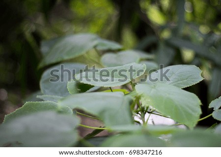 Closed up leaf and forest background 