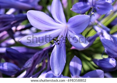 An Image of  blue flowers