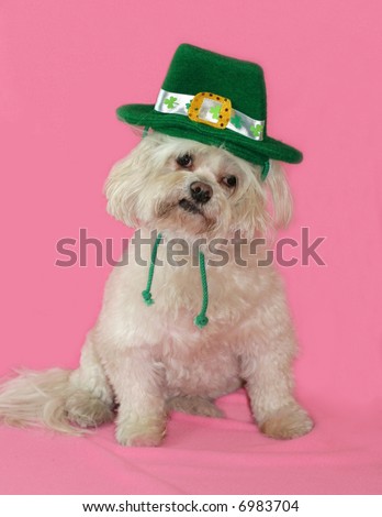 fun picture of maltese dog with St. Patrick's day hat