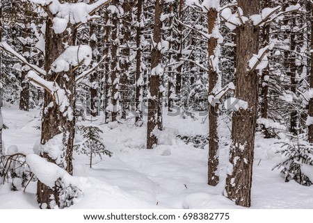 Walk in winter woods. Snow world. Beautiful and unusual roads and forest trails of Russia.