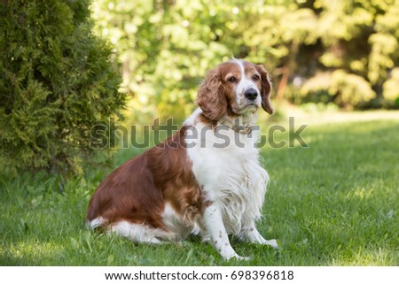 Welsh Springer Spaniel Dog Royalty-Free Stock Photo #698396818