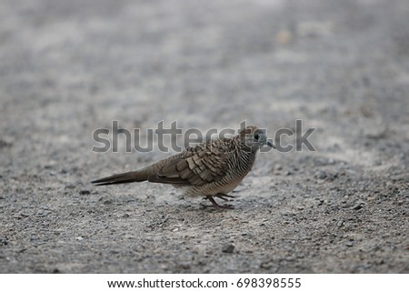 Spotted dove ( Scientific name Spilopelia chinensis ) on the ground. Selective focus and shallow depth of field.