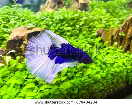 Siamese fighting fish betta Blue butterfly tail In the aquarium With a water tree.