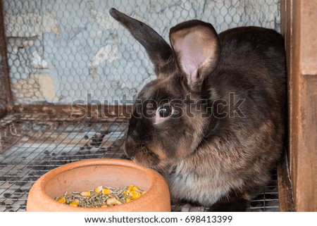 Brown rabbit in the cage