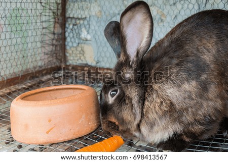 Brown rabbit in the cage