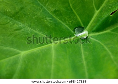 Drops on lotus leaf