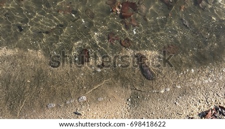 Shoreline close up top view showing autumn leaves in the water. Picture shot during the fall at the Chesapeake Bay, Annapolis, Maryland, United States of America.