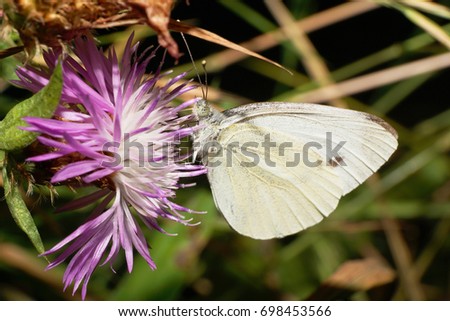 Macro Caucasian butterfly whiting Artogeia napi with antennae, folded wings and a long proboscis sitting in the inflorescence of a purple cornflower                               