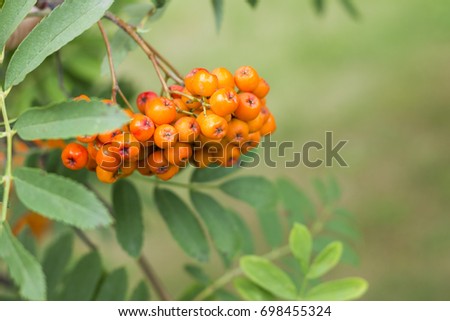 Bunches of red ash. On a branch of a tree. Template for autumn postcards