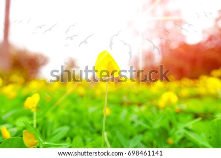 Yellow flower on sunrise time and sun flare effect with blurry background,select focus with shallow depth of field.