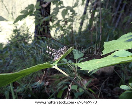 Grasshopper on green leaf, 