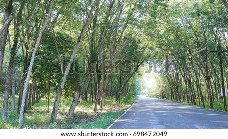 (Light added)Black asphalt road through the tunnel tree. The black asphalt and rubber plantations on both sides