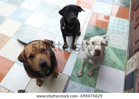 3 dogs sitting calmly waiting when being told to wait. The discipline to dogs is important.