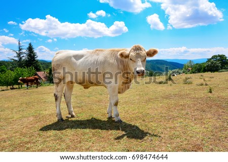 Happy Cow - Stock Image