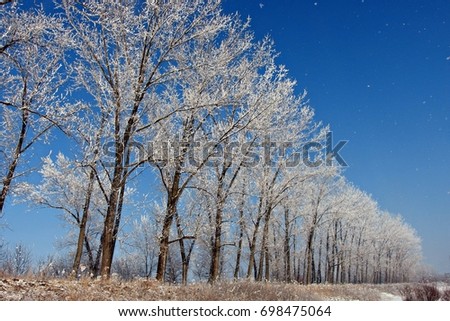 frozen bare trees in winter cowered with snow with blue sky in the background