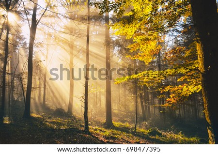 Morning rays in autumn forest - orange and yellow colors of sunset, photo with copy space