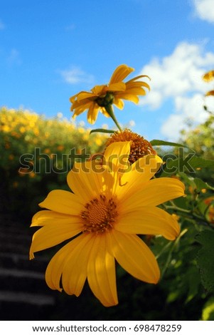 Mexican Sunflower on mountain