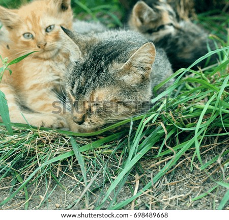 cat and kittens in the grass