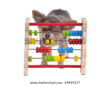 Chihuahua puppy is learning to count with Abacus, isolated


