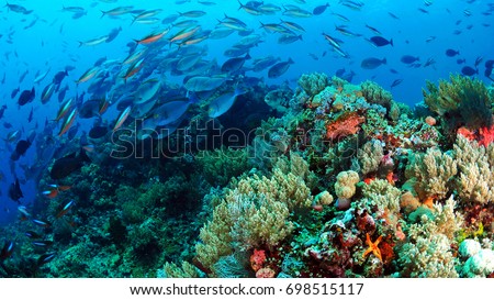 Fish dance over the reef komodo Indonesia Royalty-Free Stock Photo #698515117