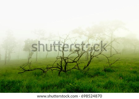 Dead tree on the green grass covered with mist background/Dead tree on the green grass