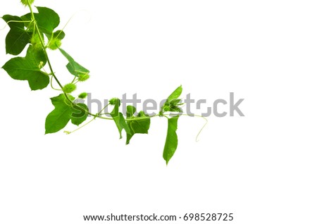 Green ivy isolated on white background.