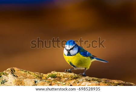 Cute colorfulbird. Brown nature background. 
