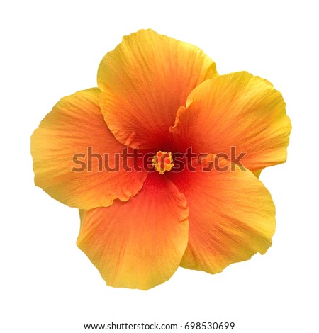 Orange color hibiscus flower with bud and leaves isolated on white background, clipping path included