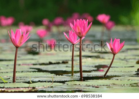 Beautiful lotus flower in the lake of Thailand 