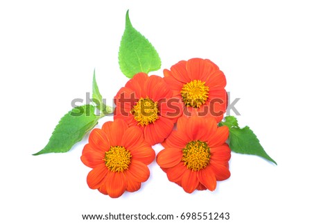 Red mexican Sunflower isolated on white background