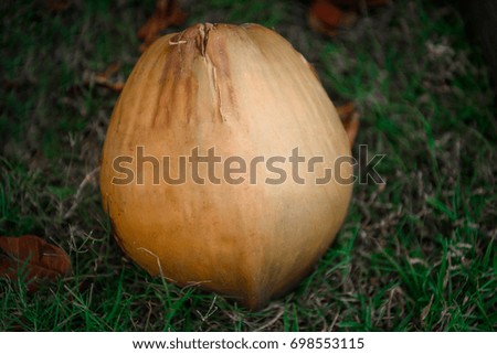 Yellow ripe coconut lying on the grass.