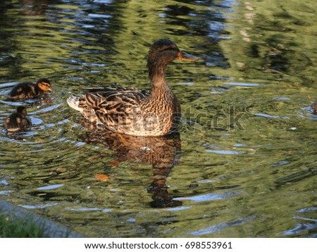 Mother duck and her kids