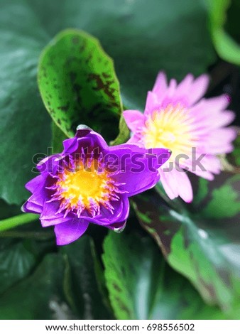 Purple lotus, natural background.
