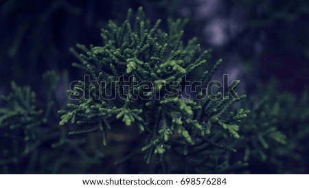 Pine leaf background
