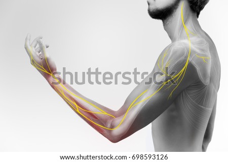 Illustration of the human arm anatomy representing nerves, bones and ligaments. Royalty-Free Stock Photo #698593126