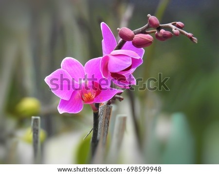 Closeup of Beautiful Pink Flower 